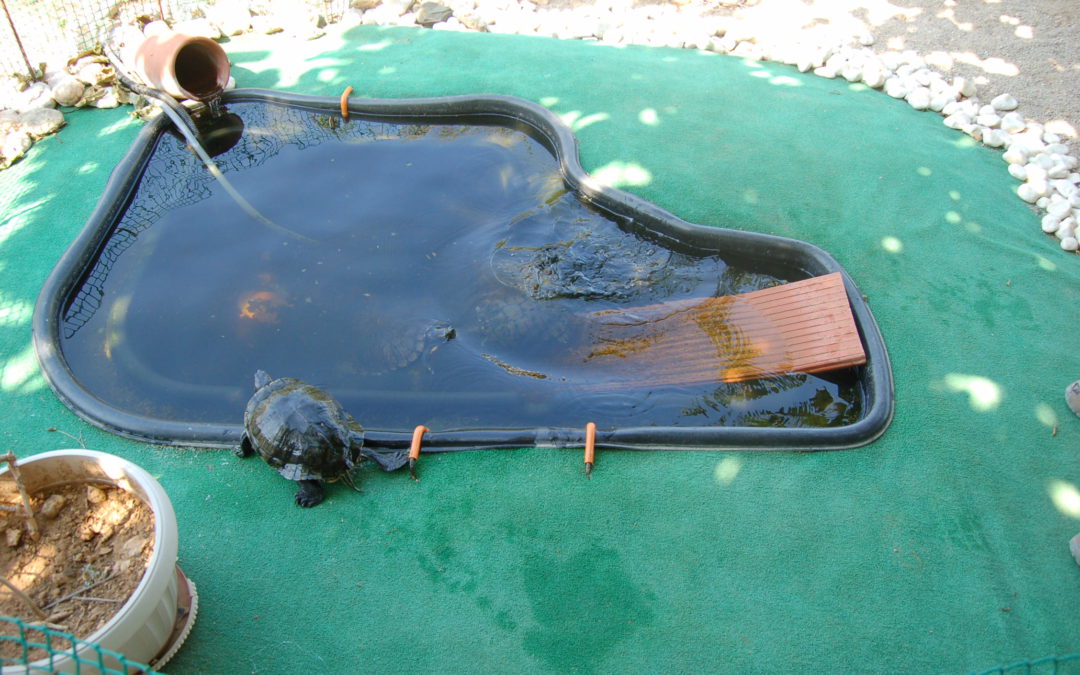 Construcción e instalación de piscina y balsita para las tortugas